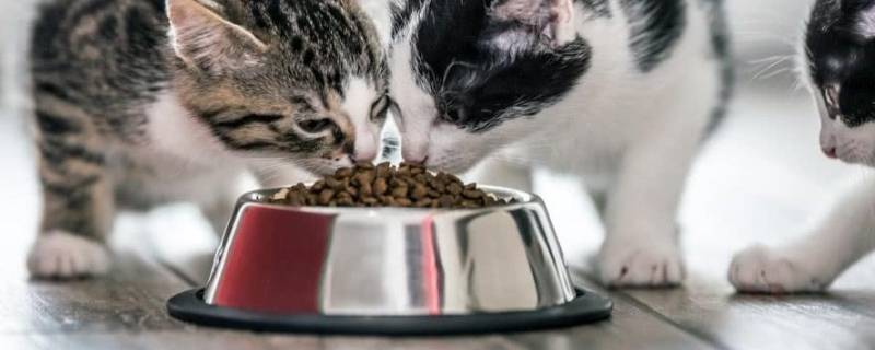 过期的猫粮属于什么垃圾（过期的猫粮属于什么垃圾啊）