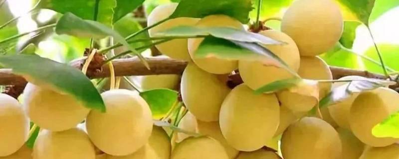 银杏树结的果子叫什么（银杏树结的果子叫什么名字）