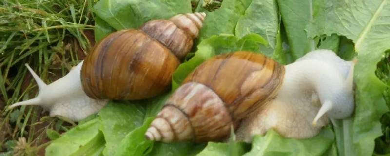 白玉蜗牛有寄生虫吗（白玉蜗牛有寄生虫吗,小孩可以养吗）