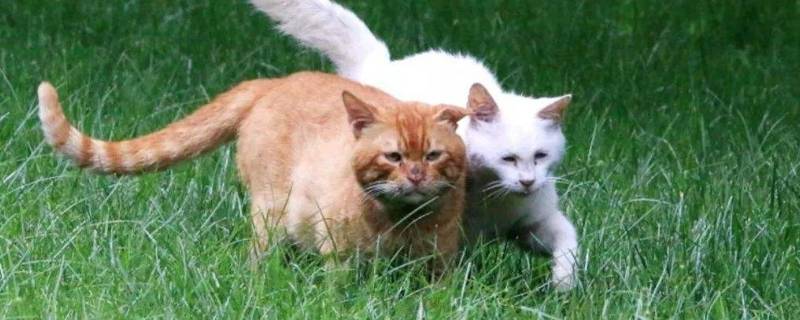 家猫和野猫的区别 家猫和野猫的区别以为真的在说猫