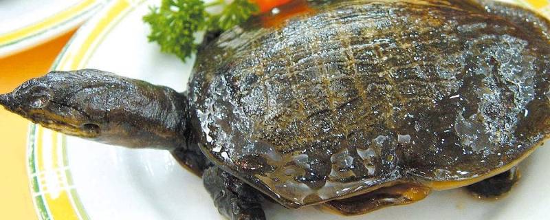 甲鱼什么时候不进食开始冬眠（甲鱼到什么时候不吃食）