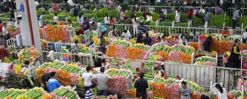 斗南鲜花批发市场在哪里 斗南鲜花批发商的电话