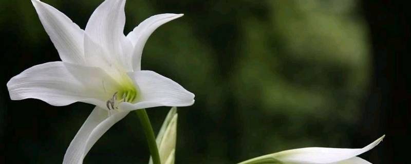 百合由来（百合的鼻祖）