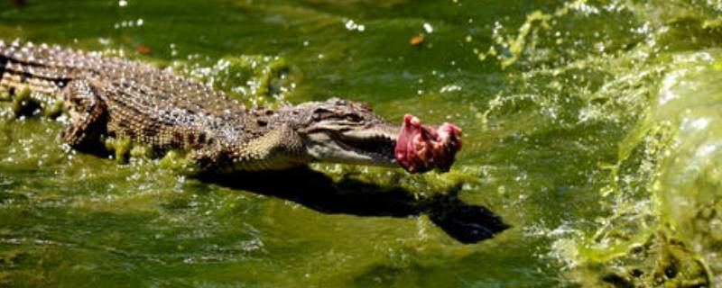 鳄鱼由来 乐山美女与鳄鱼由来