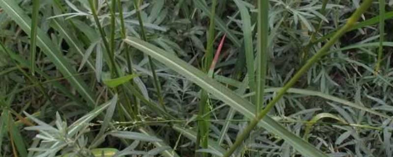 白草的别名 白草别名叫什么名字