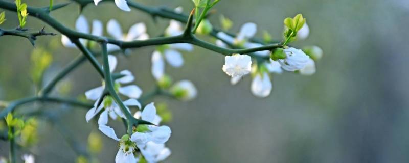 东风是什么季节 古诗东风是什么季节
