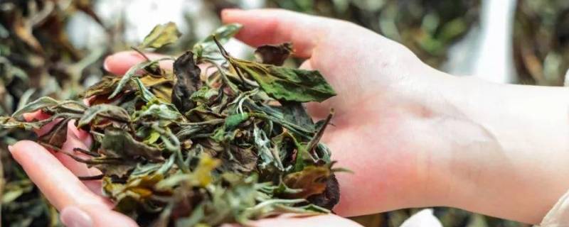 白茶由来（白茶由来故事）