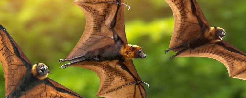 蝙蝠由来 蝙蝠由来的过程