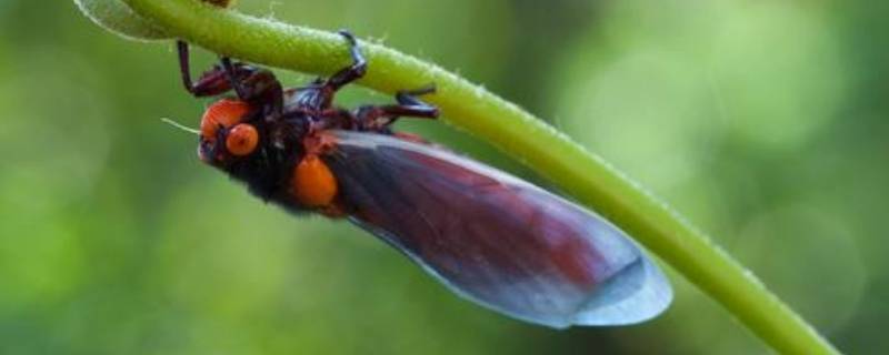 蝉的由来 蝉的发源地