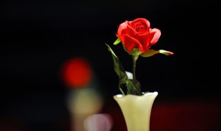 送老婆什么鲜花好（送老婆什么鲜花好看）