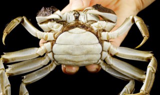 螃蟹怎样清洗才干净好 螃蟹怎样清洗才干净好吃视频