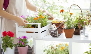 新买的盆怎样清洗干净 新买的盆怎么清洗