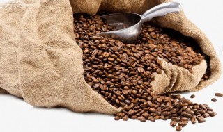 怎么养咖啡豆（怎么养豆 咖啡）
