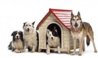 狗死在家里有忌讳嘛（狗死在家里有忌讳嘛视频）