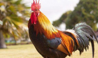 公鸡啄人有什么兆头（公鸡啄人有什么兆头呢）