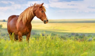 真实开车撞到马有什么兆头（被马撞了是什么征兆）