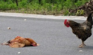开车压死鸡有什么兆头（开车把鸡压死了是凶还是吉）