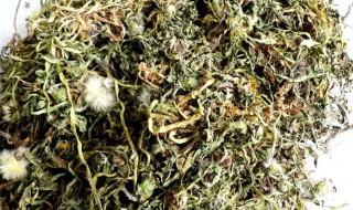 干蒲公英要煮多长时间（干蒲公英要煮多长时间才能吃）