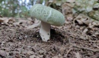 青头菌能放冰箱吗（青头菌可以放冰箱吗）