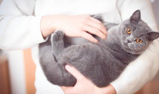 猫奴是什么意思（猫奴是什么意思啊echo）