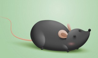 家里放一物的绝对没老鼠 家里放一物的绝对没老鼠不信你试试