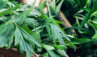 艾草需要煮多久才能用（艾草水煮多久可以）