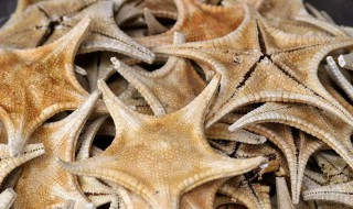 海星干清洗方法（海星怎么洗才干净）