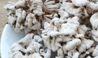 干白参菌的清洗方法（干白参菌的清洗方法视频）