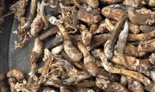 干金蝉花的清洗方法 干金蝉花怎么清洗